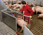 Electronic Sow Feeder(ESF)
